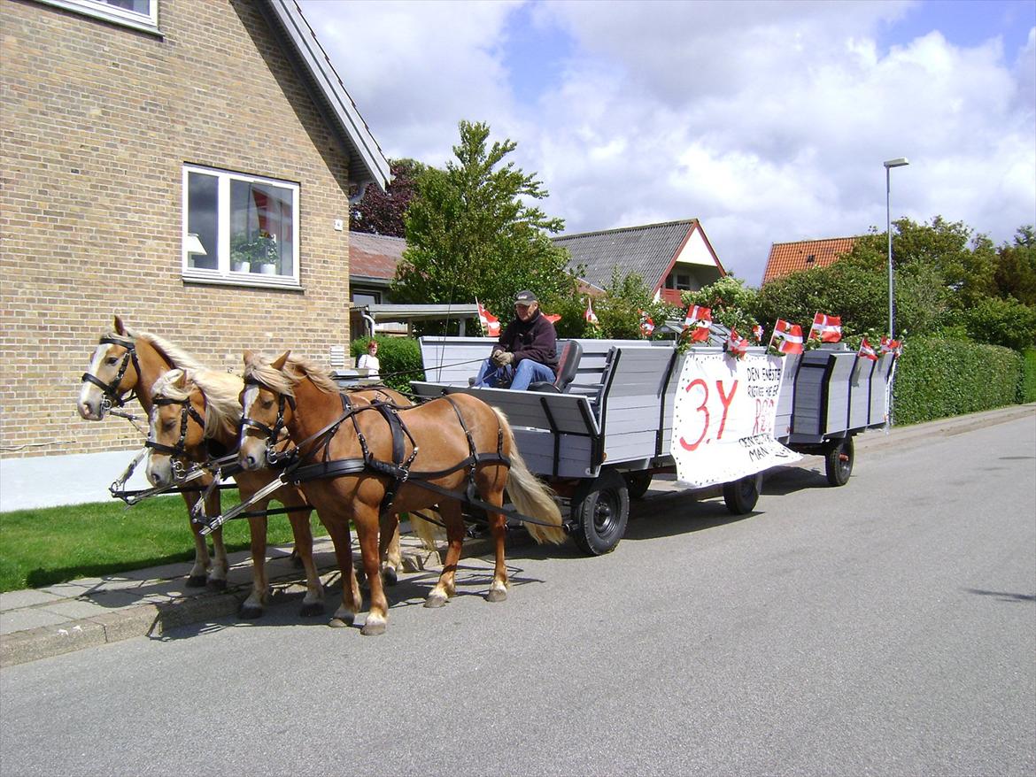 Haflinger - Mille - Så blev 3 spandet klar :) 
Fra venstre: Troja(Milles søn), Plet og Mille billede 3