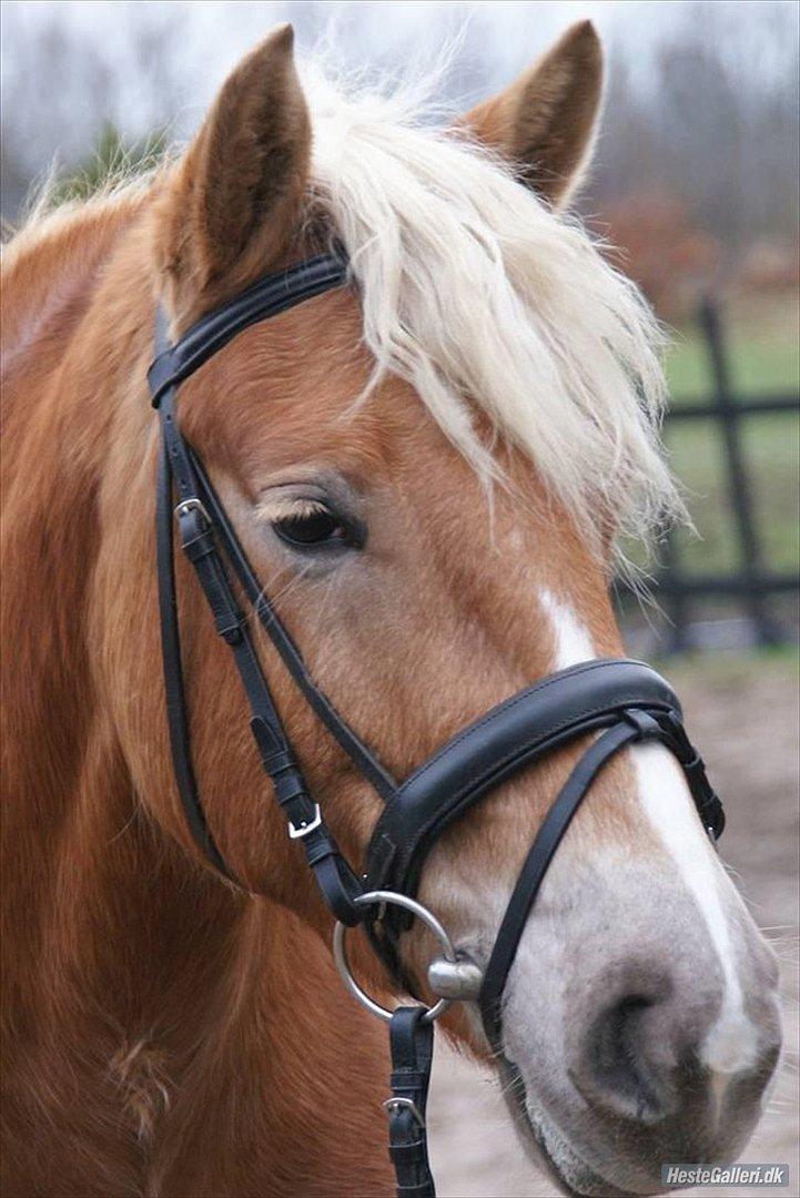 Haflinger Henrietta - Søde Henna<3 ligeså mild som hendes øjne giver udtryk for billede 1