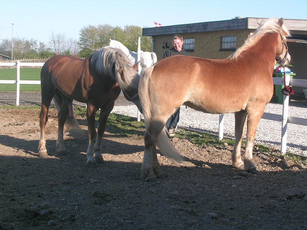 Haflinger Henrietta - hmmm.. Til Hingst ved Almbue-D , inden det blev forbudt for børn hehe :-D billede 2