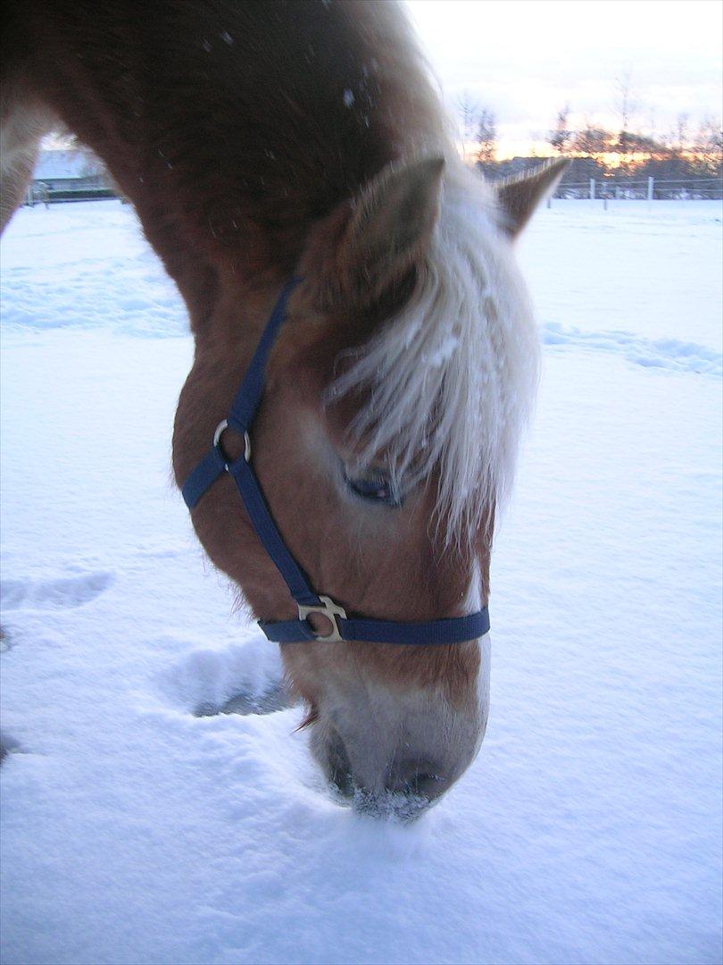 Haflinger Henrietta - Altid god til at finde at græsstrå i sneen billede 3