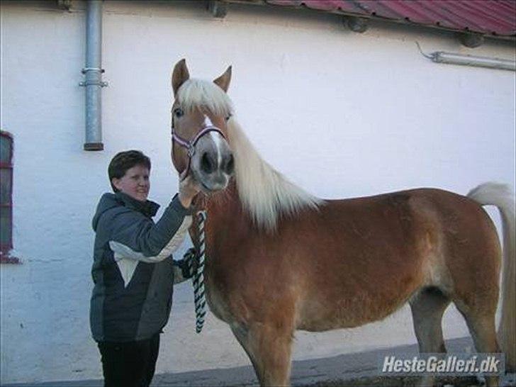 Haflinger Henrietta - Lige kommet ud af trailer efter vi har hentet hende.. hun så pludselig de andre heste:-) billede 4