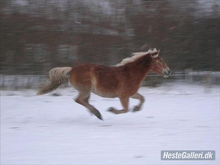 Haflinger Henrietta - wee.. fuld galop i sneen, noget hun elsker:-) billede 5