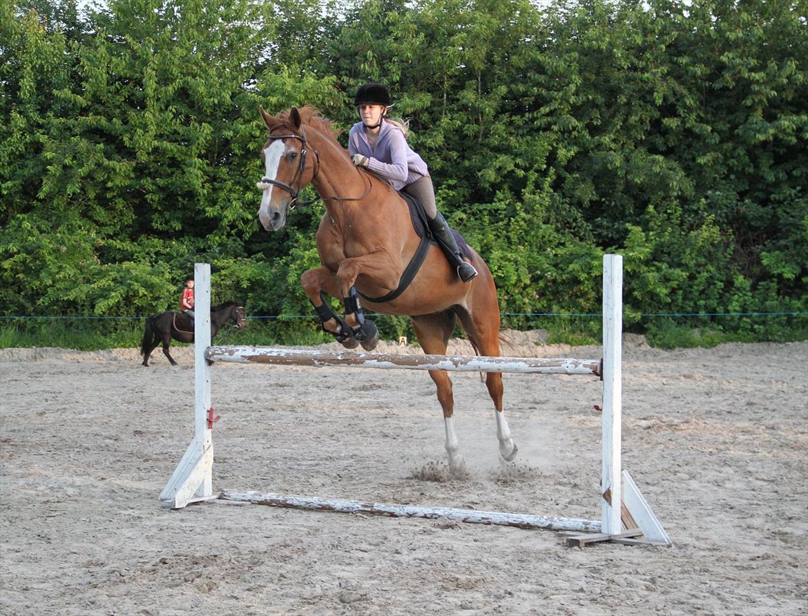 Hannoveraner blanding Yes-Mann - Lille hyggetur, let og legende over 1m :-) billede 3