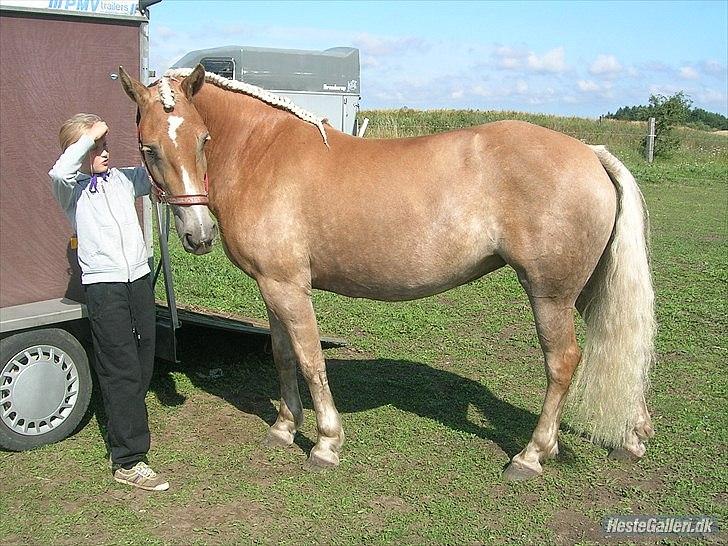 Haflinger Henrietta - Klar til stævne på Stutteri Nordan billede 6