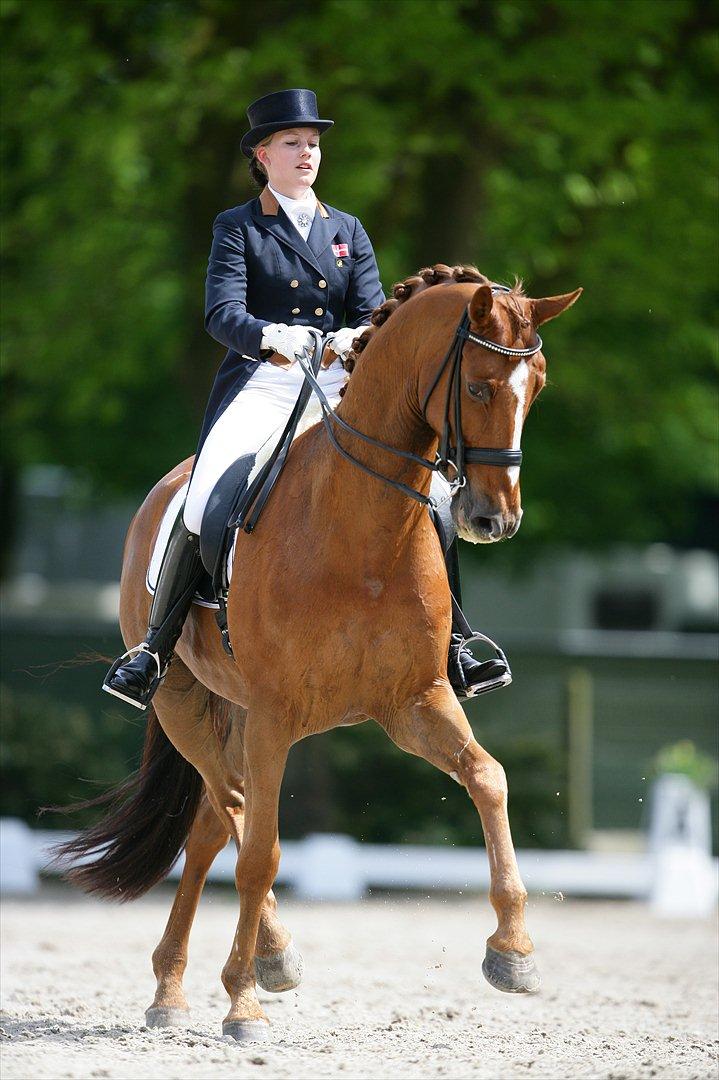 Anden særlig race Aithon - CDI-Holland, Weert. Sejr til Aithon  billede 2