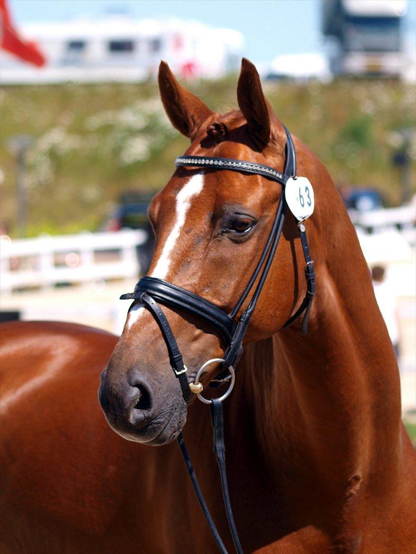 Anden særlig race Aithon - Aithon under vettjek ved NM 2009. billede 5
