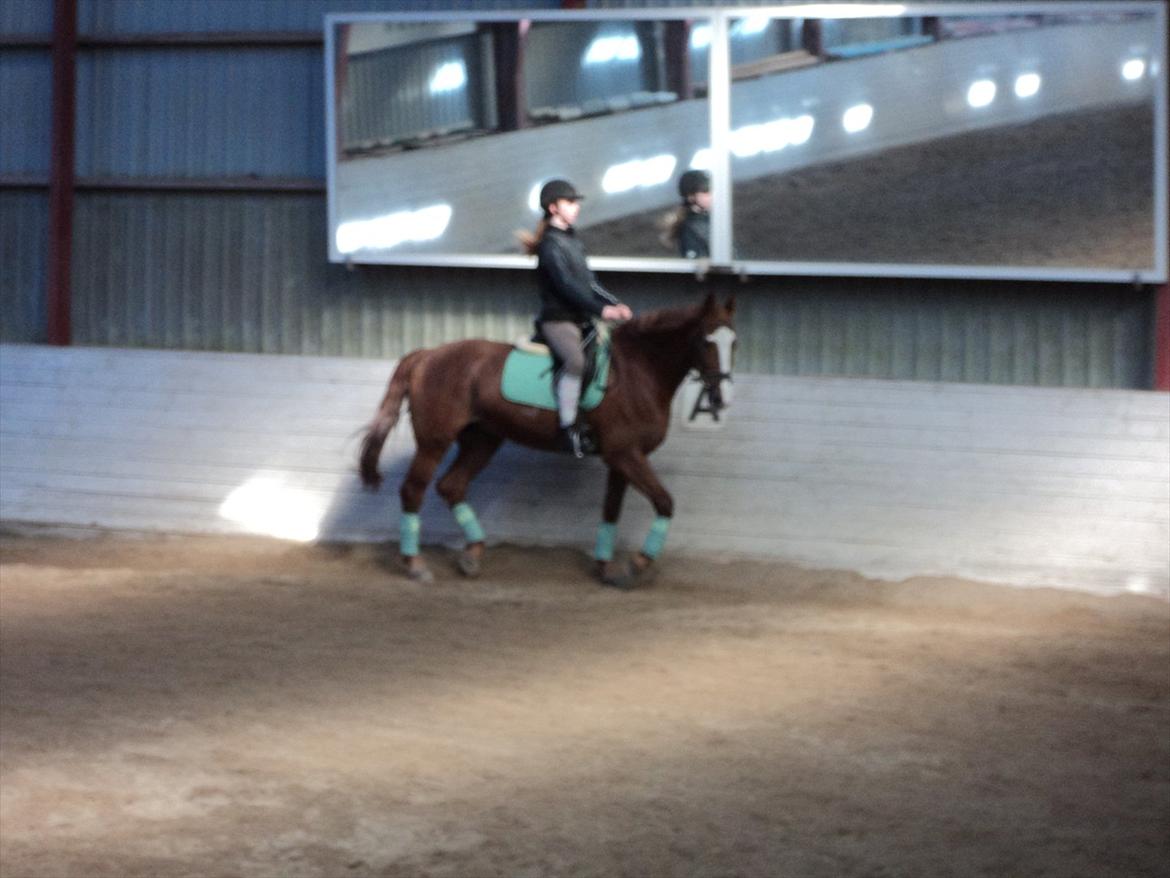 Frederiksborg Lasse Lykkebo :) ~ † R.I.P. † - Her har jeg redet ham lidt over et halvt år. <3
Undskyld den dårlige kvalitet. billede 7