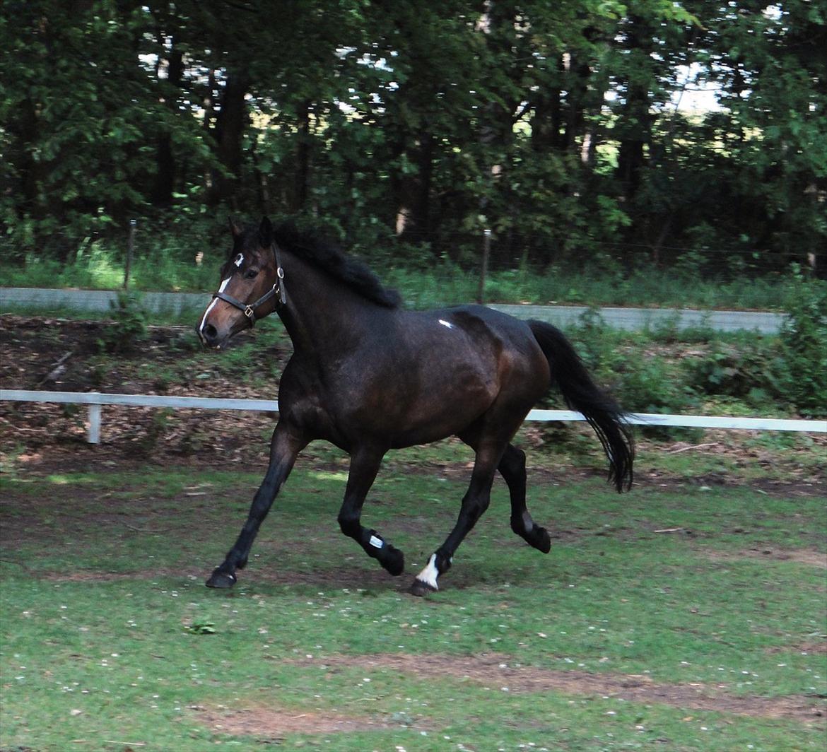 Dansk Varmblod Gipsy Birkely *SOLGT* billede 2
