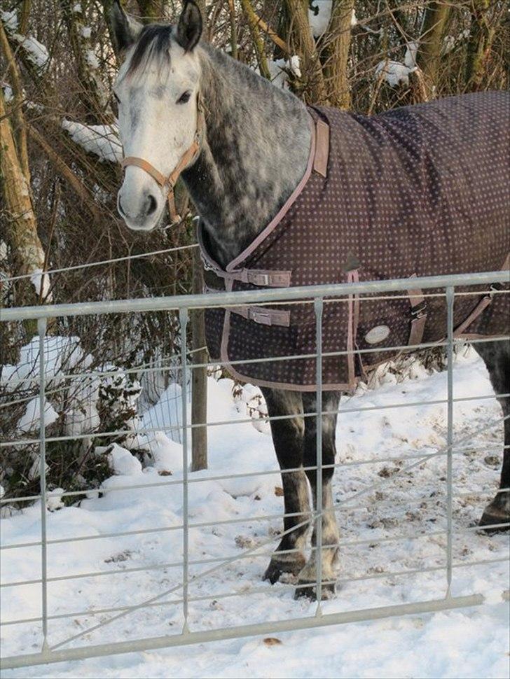 Dansk Varmblod Vedhaugegårds Moonshine - Moony der gerne vil ind :) billede 1