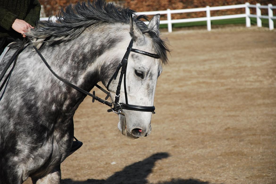 Dansk Varmblod Vedhaugegårds Moonshine billede 2