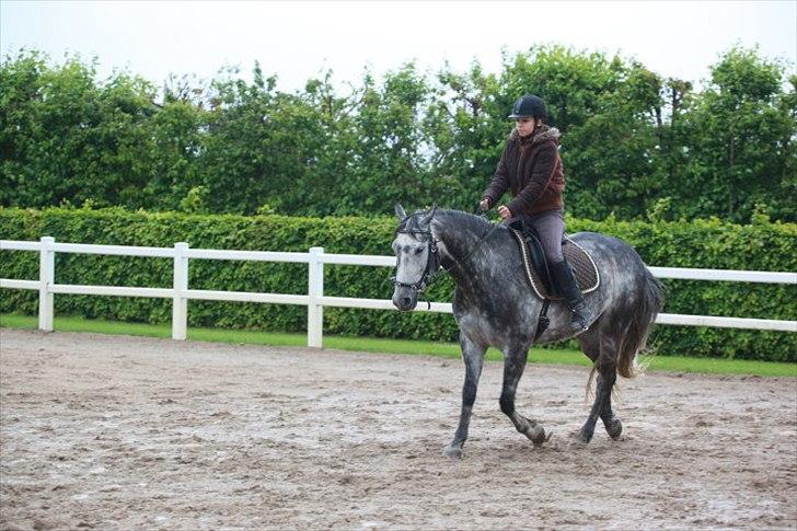 Dansk Varmblod Vedhaugegårds Moonshine - mig der rider billede 3