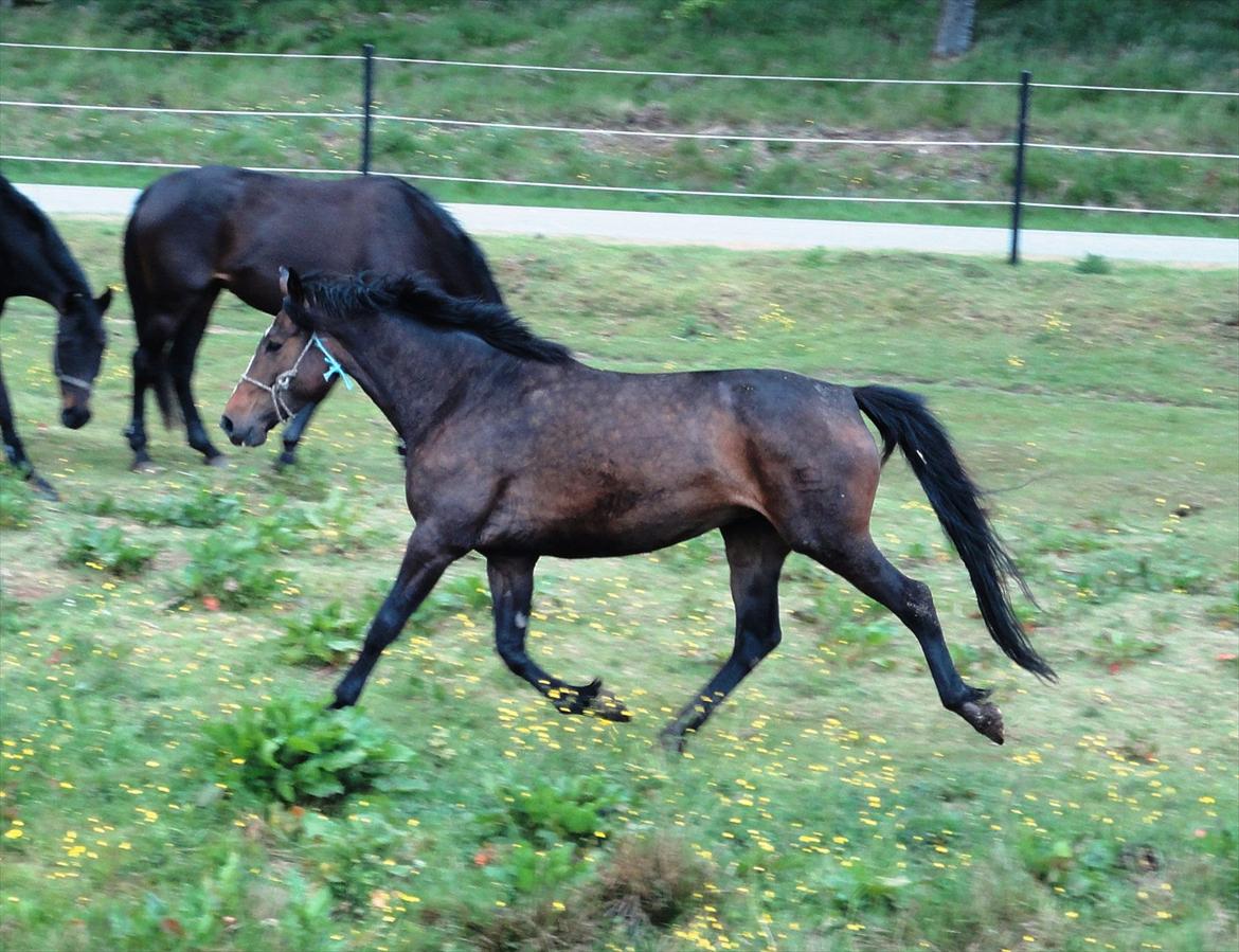 Dansk Varmblod Gipsy Birkely *SOLGT* billede 3