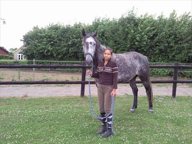 Dansk Varmblod Vedhaugegårds Moonshine billede 4