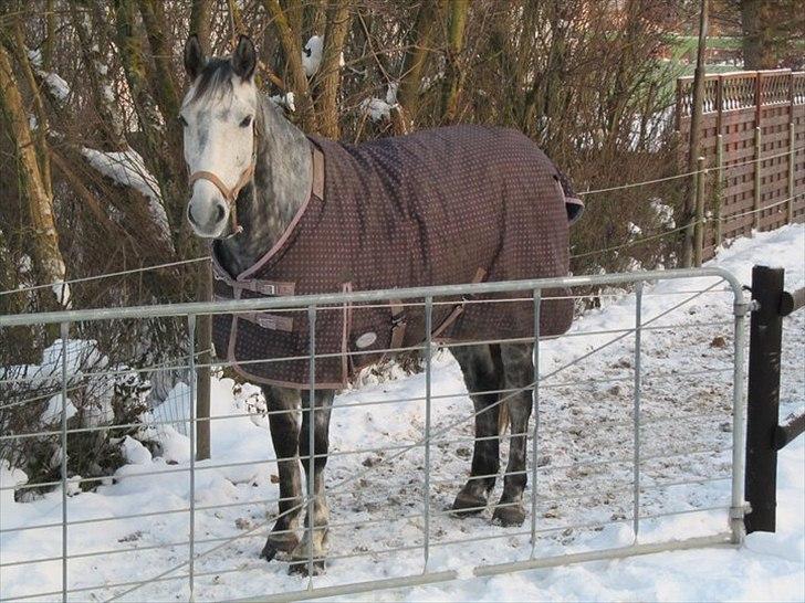 Dansk Varmblod Vedhaugegårds Moonshine billede 5