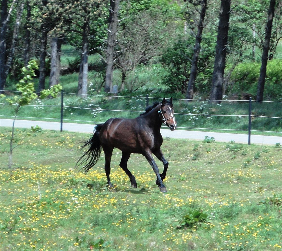 Dansk Varmblod Gipsy Birkely *SOLGT* billede 4