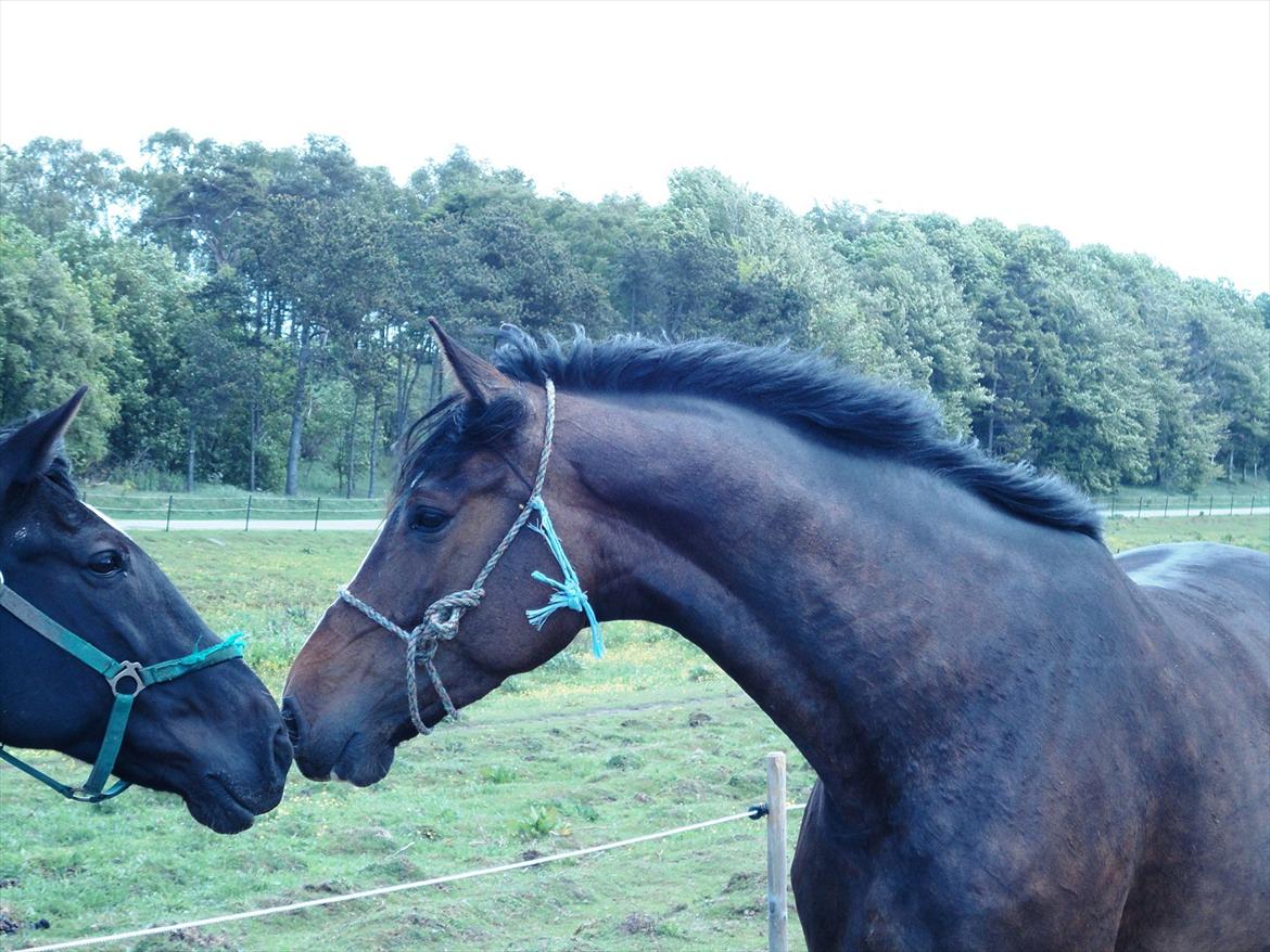 Dansk Varmblod Gipsy Birkely *SOLGT* - Der skal lige studeres mandfolk.. billede 5