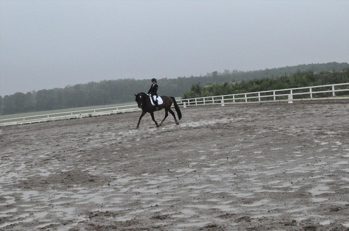 Dansk Varmblod Desaro billede 17