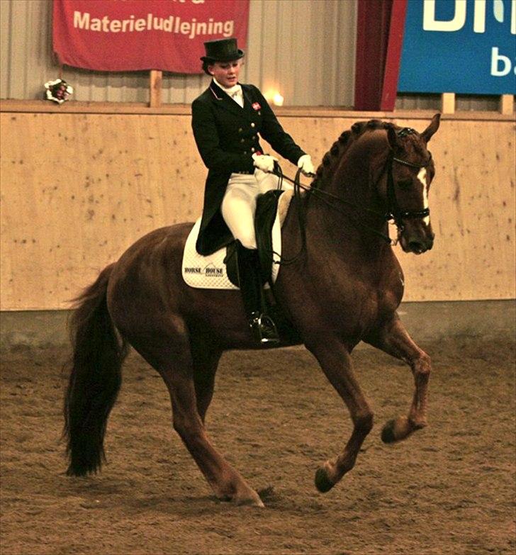 Anden særlig race Aithon - 2011's første start - galoppirouette.  billede 18