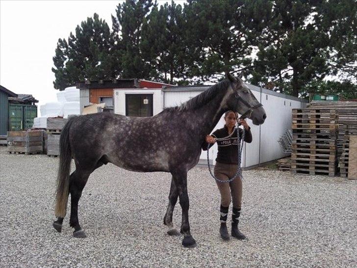 Dansk Varmblod Vedhaugegårds Moonshine billede 6