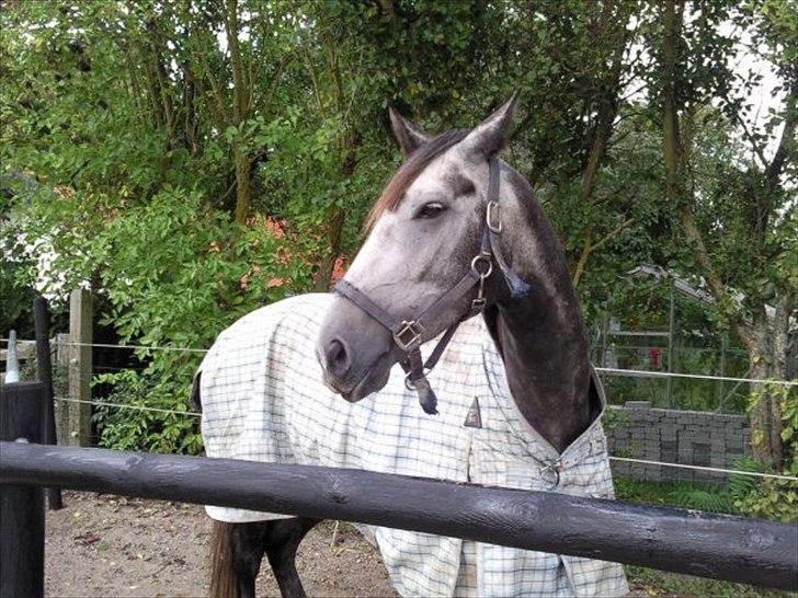 Dansk Varmblod Vedhaugegårds Moonshine billede 7