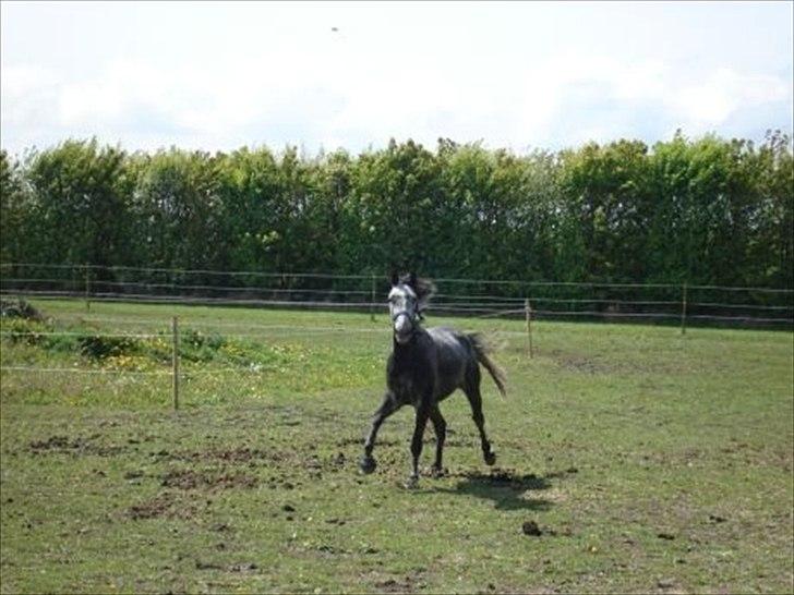 Dansk Varmblod Vedhaugegårds Moonshine - ude på folden billede 8