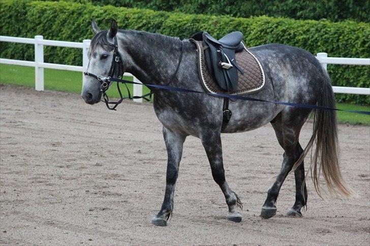 Dansk Varmblod Vedhaugegårds Moonshine - moony der bliver longeret billede 9