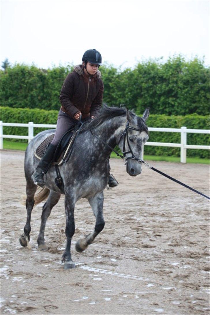 Dansk Varmblod Vedhaugegårds Moonshine billede 10