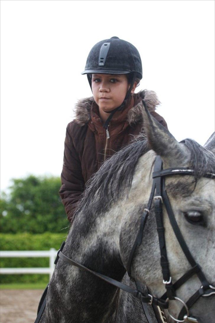 Dansk Varmblod Vedhaugegårds Moonshine billede 11