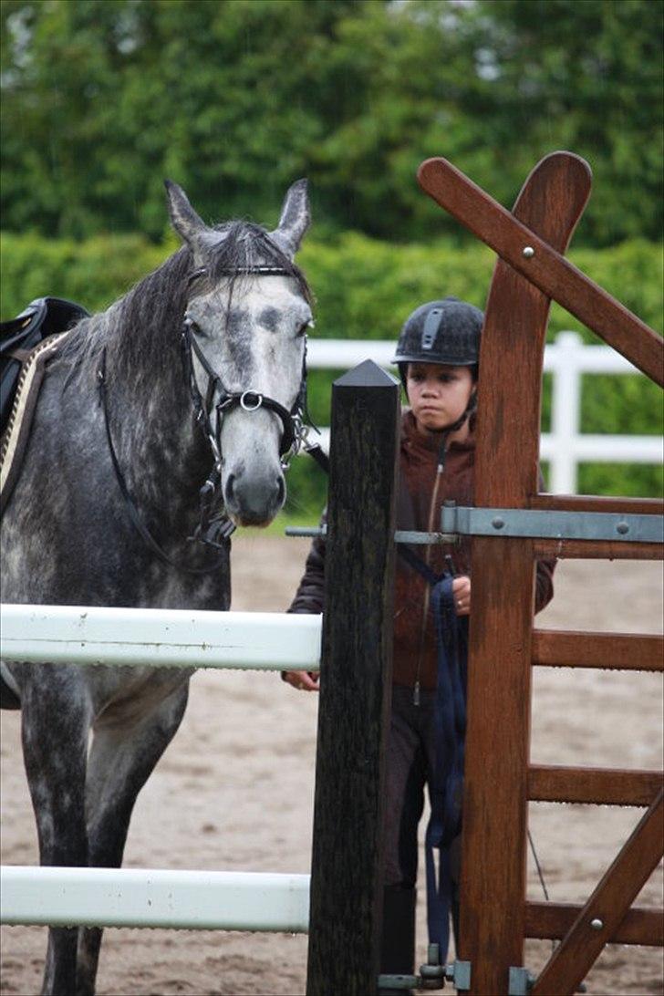 Dansk Varmblod Vedhaugegårds Moonshine billede 12