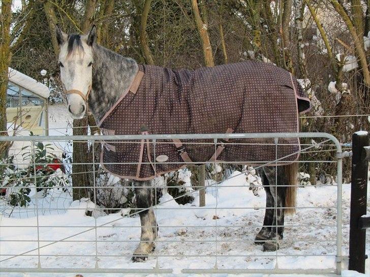 Dansk Varmblod Vedhaugegårds Moonshine billede 13