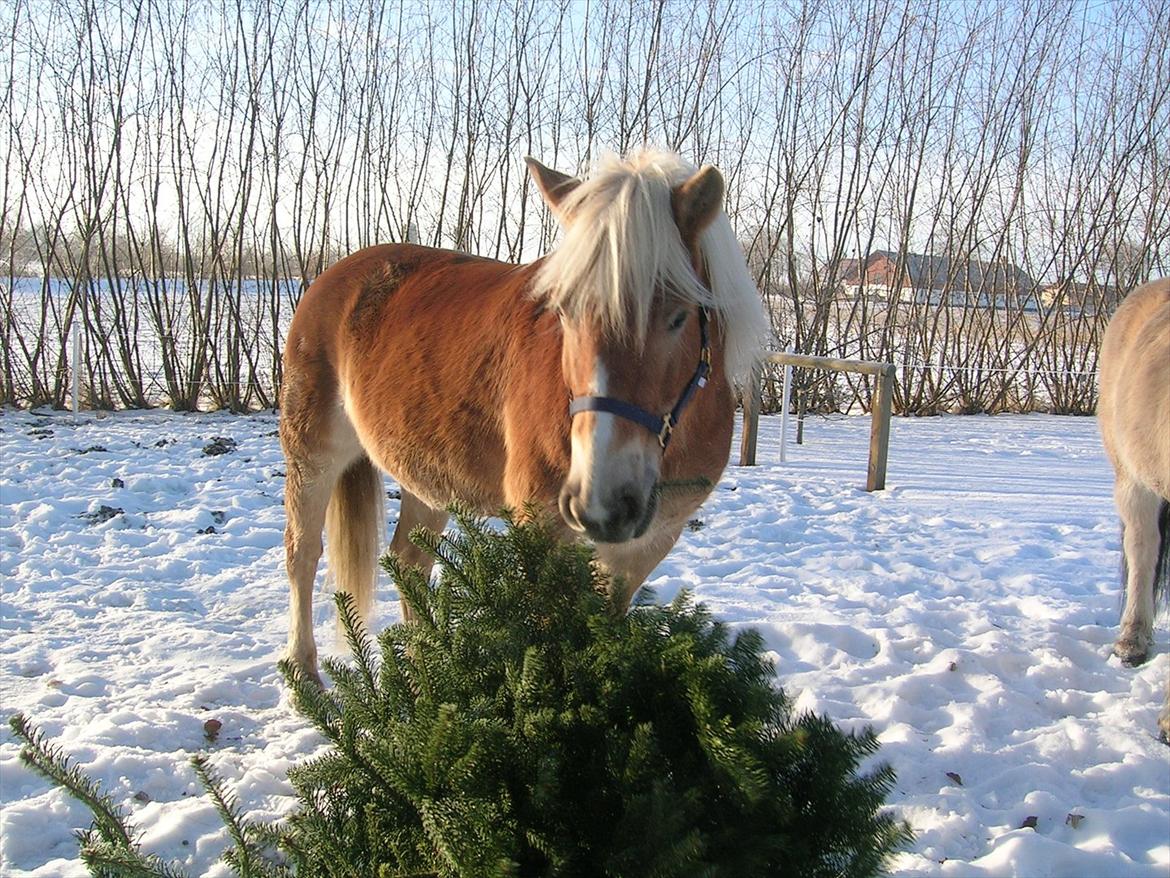 Haflinger Henrietta - Henna elsker juletræer:-) billede 7