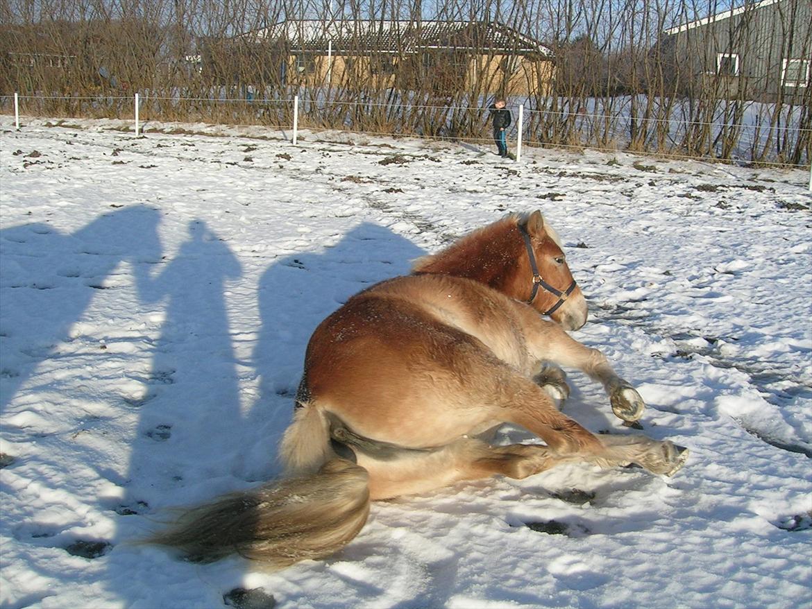 Haflinger Henrietta - Fantastisk vinter bad:-D billede 8