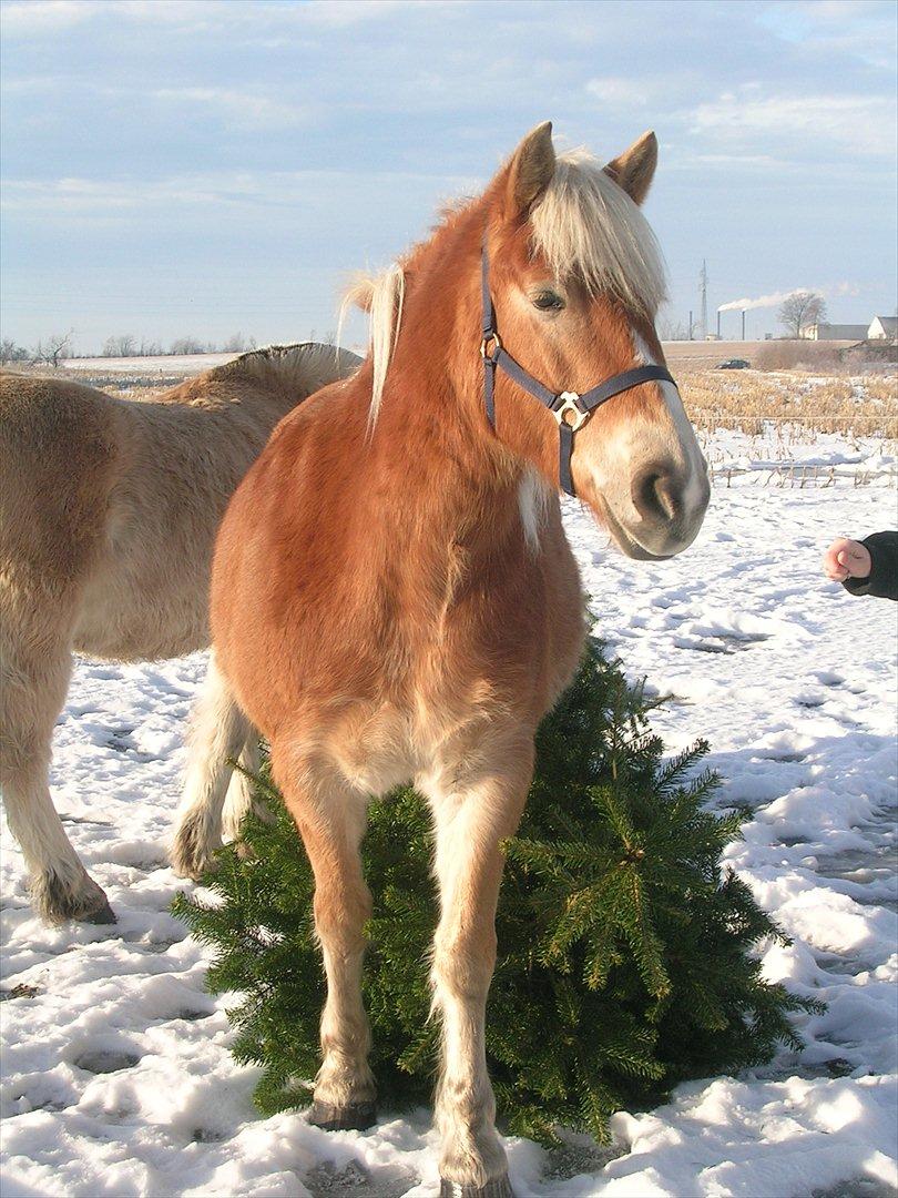 Haflinger Henrietta - Altid frisk i sneen billede 9