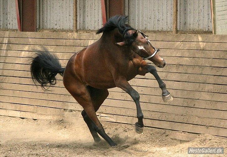 Dansk Varmblod Lucky Girl K (Gisle) STJERNE HEST - mor's egen vild hest ;D billede 7