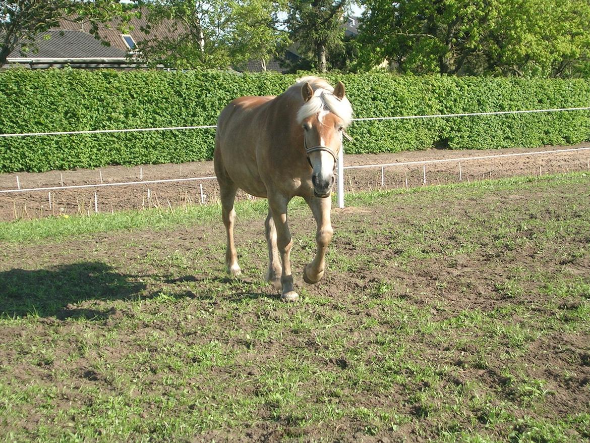 Haflinger Henrietta - Kan altid lokkes til en kæletur;-) billede 10