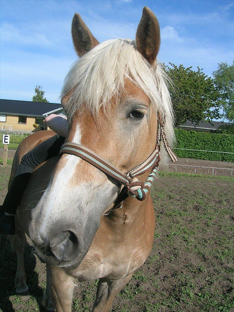 Haflinger Henrietta - Smukke Henna<3 billede 11