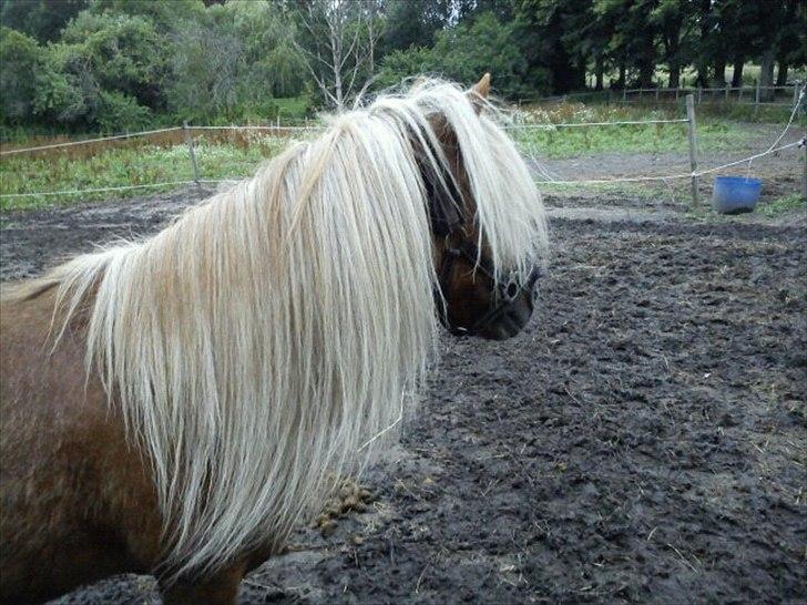 Shetlænder Nalle  - min lille dreng<3  billede 11