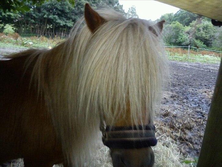 Shetlænder Nalle  - NALLE <3  billede 12
