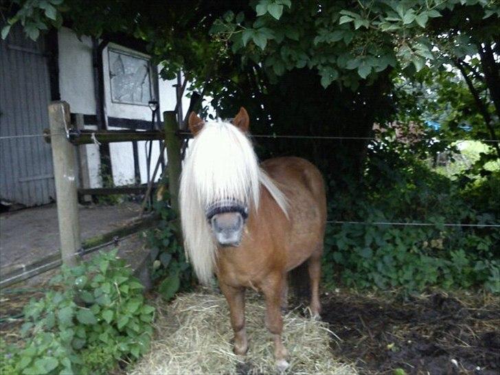 Shetlænder Nalle  - smukke nalle <3  billede 13