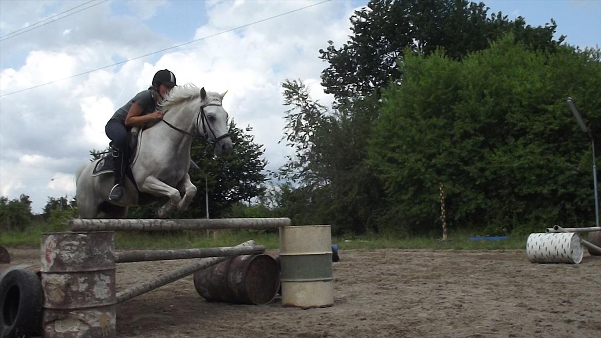 Hollandsk Sportspony Greyhound <3<3  billede 3