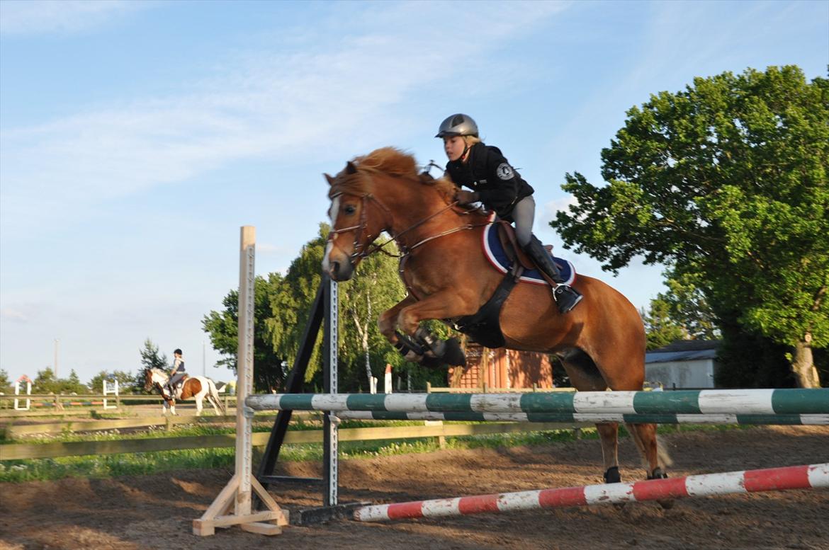 Anden særlig race GNISTEN - træning i ulsted rideklub til distrikt mesterskab individuel billede 13