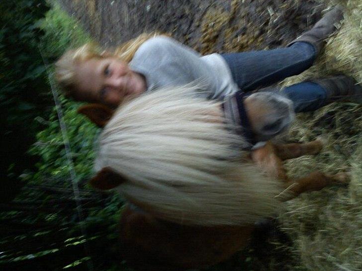 Shetlænder Nalle  - elsker dig nalle<3 billede 14