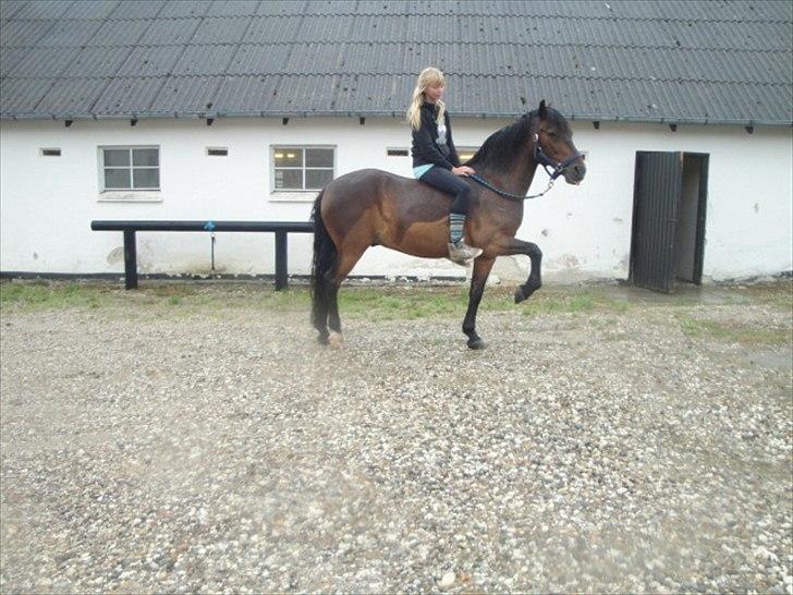 New Forest Ida´s Moonlight *Monty* - Se! jeg kan både række tunge OG stå på 3 ben imens ;D <3 billede 13