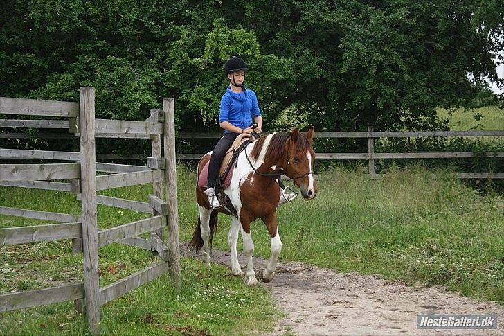 Welsh Partbred (Sec F) Blanding Alasho |My One| )´: - 15Du er den eneste der har rørt mig hjerte, og jeg vil altid være din<3 Foto: Wiberg- Photo. billede 15