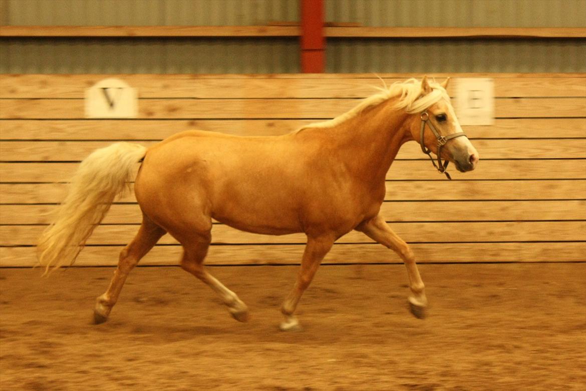 Welsh Mountain (sec A) Golden Guldlok billede 9