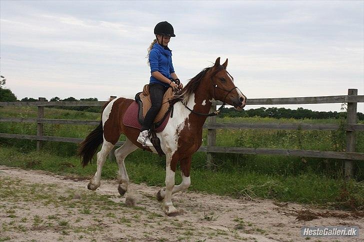 Welsh Partbred (Sec F) Blanding Alasho |My One| )´: - 16)A true friend can see the suffering in your eyes, while everyone else can just see the smile on your face <3Foto: Wiberg- Photo.  billede 16