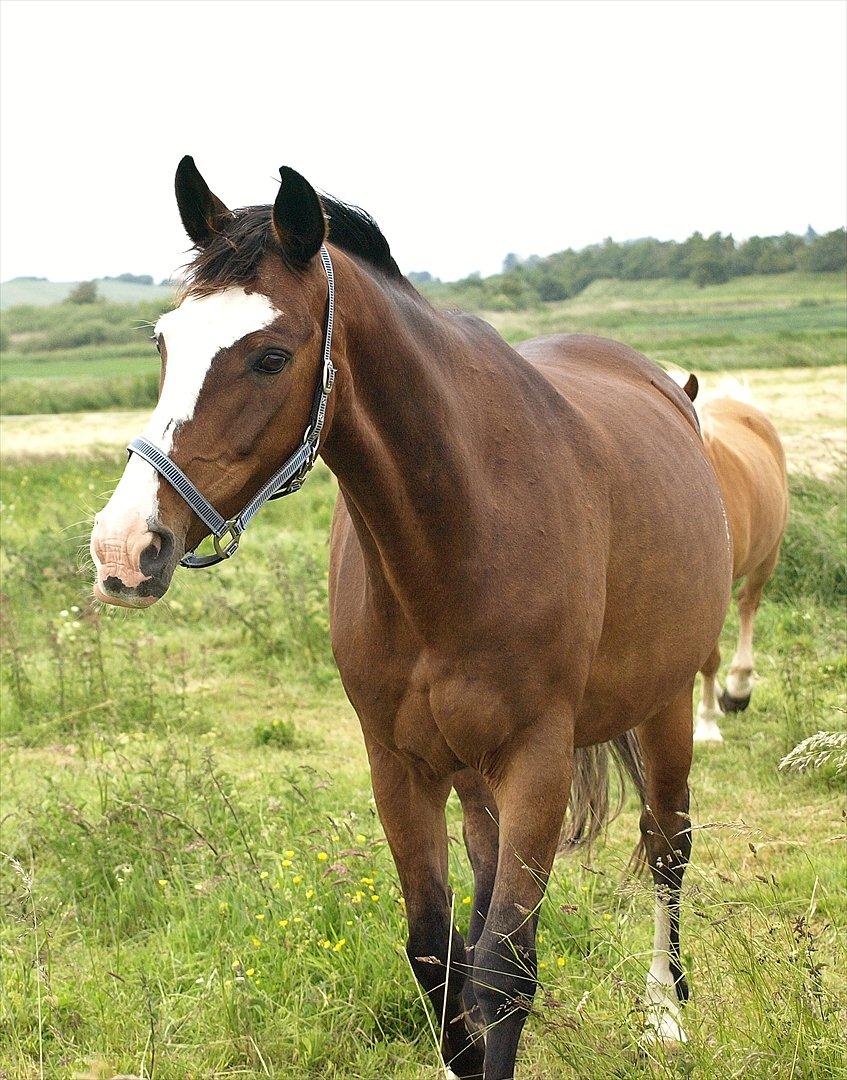 Zangersheide GESS ALFARVAD Z - *Ja :D *Fotograf: Kirstine Carlsen :) billede 11