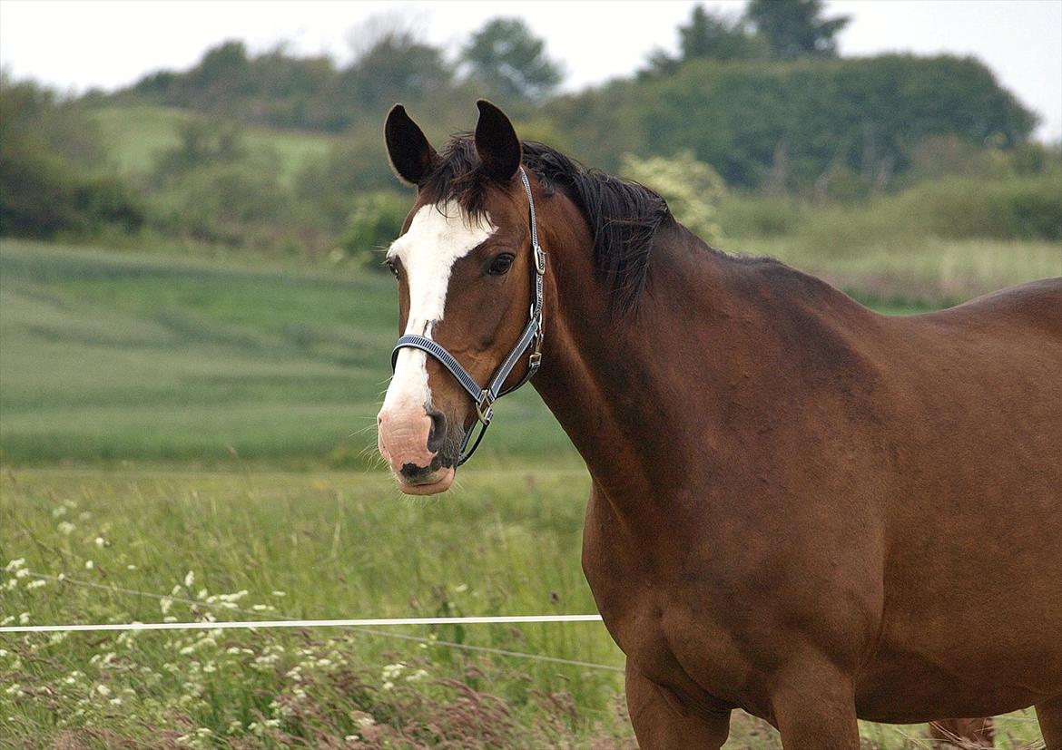 Zangersheide GESS ALFARVAD Z - *Endnu et dejligt billede! Kan ikke få nok af hende! :D *Fotograf: Kirstine Carlsen :) billede 14