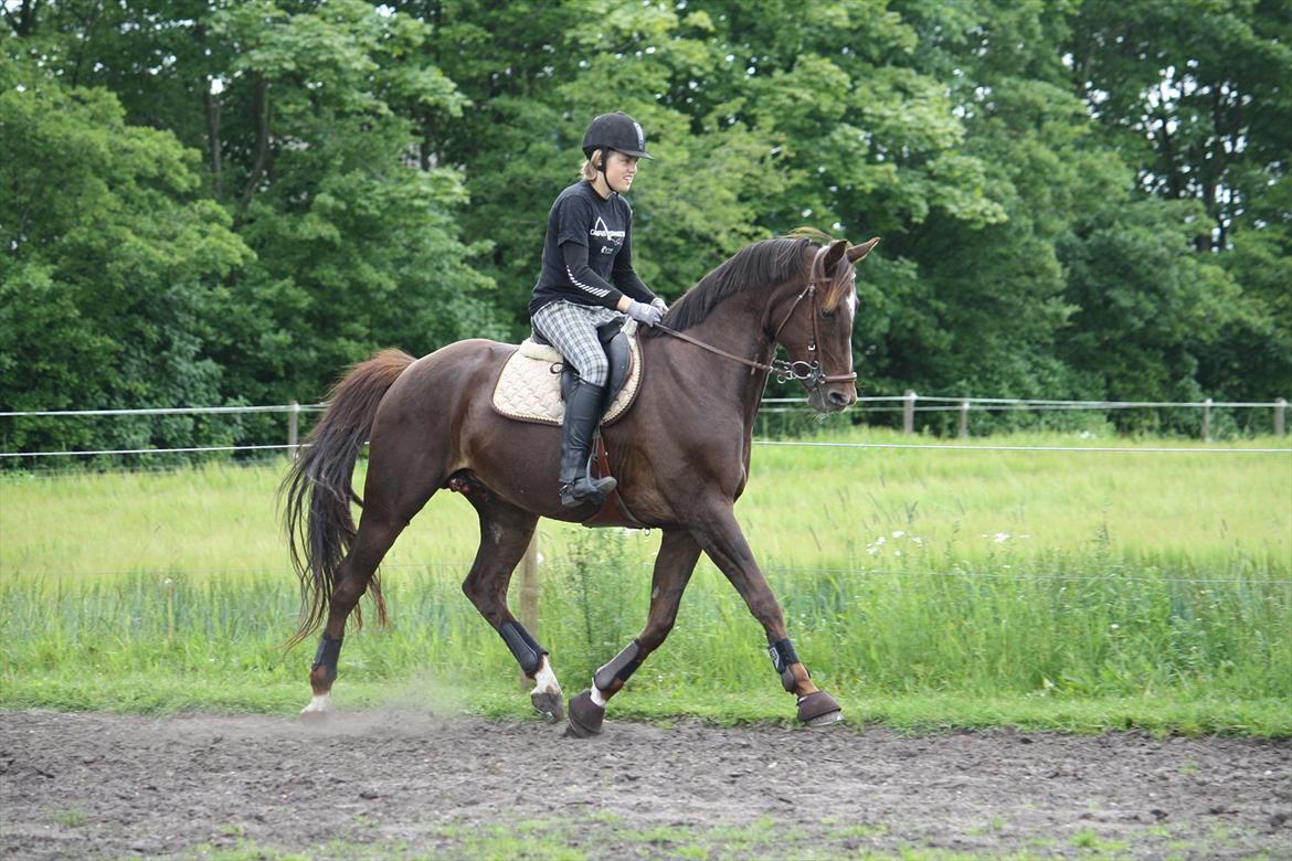 Oldenborg Egelund Nova - Efter vi var på tur med Marie og Lasse red vi ud på folden og Hanne tog nogle billeder af os :D 
Fotograf: Hanne Pedersen :) billede 16