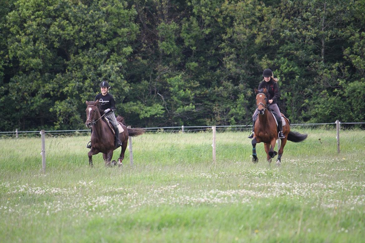 Oldenborg Egelund Nova - T.V. Nova og jeg
T.H. Marie og Lasse
Fotograf: Hanne Pedersen :) billede 17